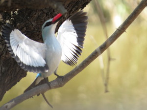 Woodland Kingfisher - displaying