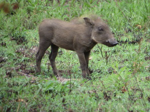 Baby Warthog