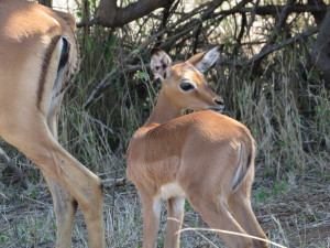 Baby Impala