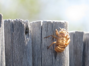 Cicada Pupal Case