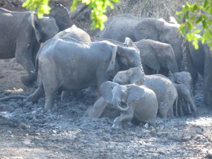 Elephant Herd Mud-Bathing