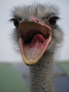 Ostrich,_mouth_open
