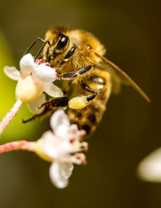 Honey_bee_on_flower_with_pollen_collected_on_rear_leg