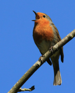 Robin singing