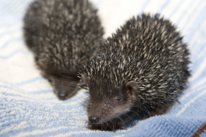 Small Madagascar Hedgehog Tenrec