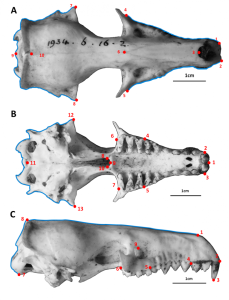 Pictures of an otter shrew tenrec (Potamogale velox) skull showing that landmarks (points) and semilandmarks (curves) that we used to summarise skull shape. See the paper for more information.