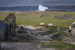 Barnacle Geese grazing alongside sheep among the old houses. © David Cabot.