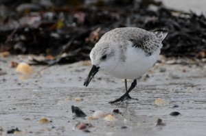 Sanderling. © Christian Glahder.