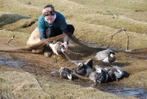 Extracting geese from the net after cannon fire. © David Cabot.
