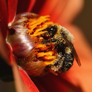 1024px-Bee_covered_in_pollen