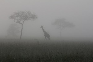 Giraffe in the mist. Photo Credit Anne Hilborn