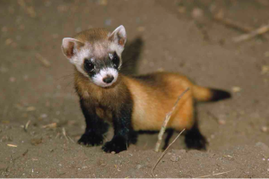 The black footed ferret