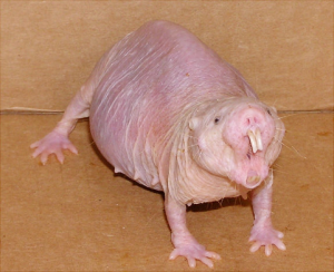 nakedmolerat