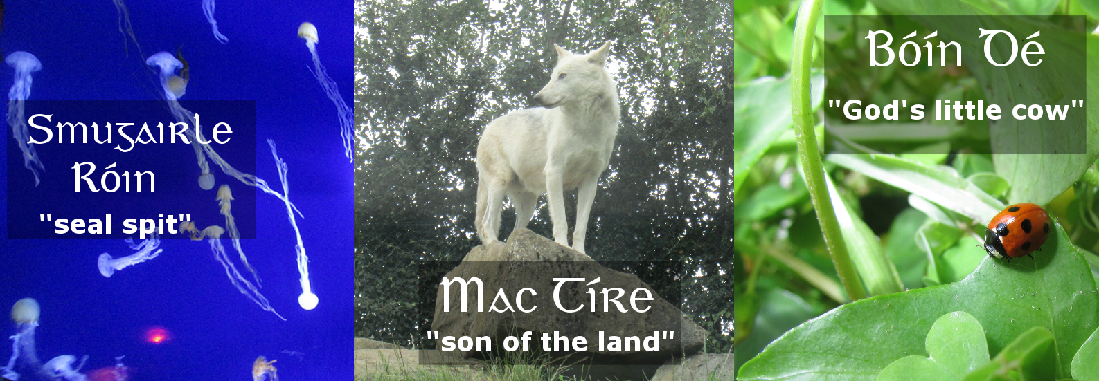 gaelic-wolf-names