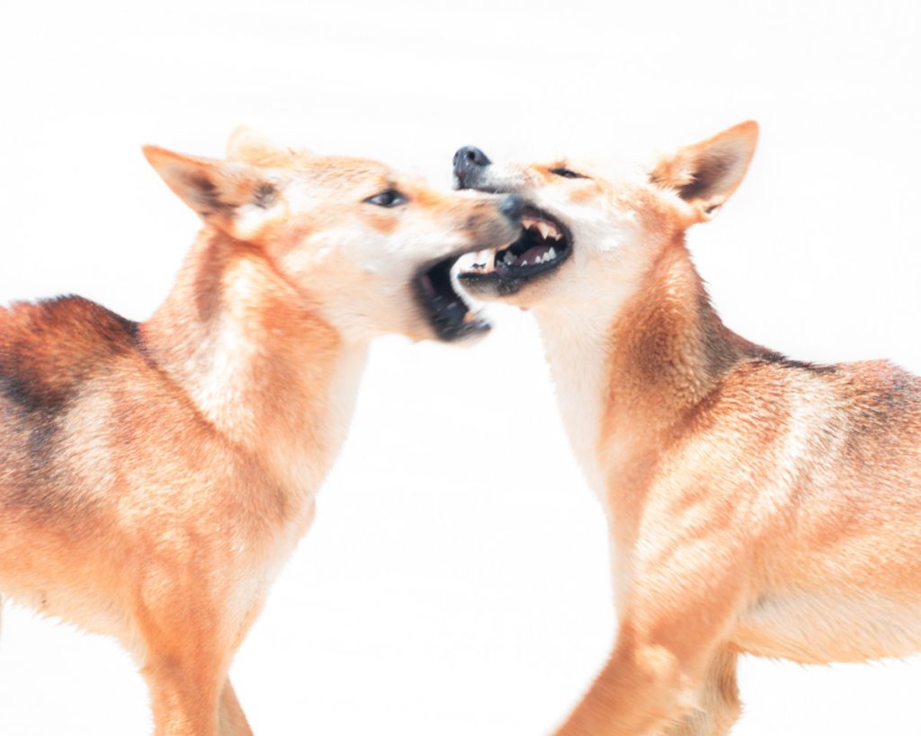 Dingoes K'Gari Fraser Island