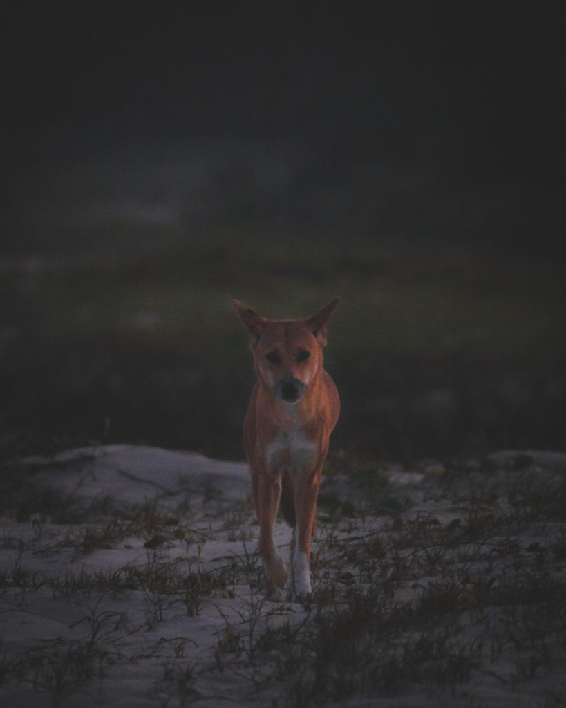 Dingoes Dingo Fraser Island K'Gari