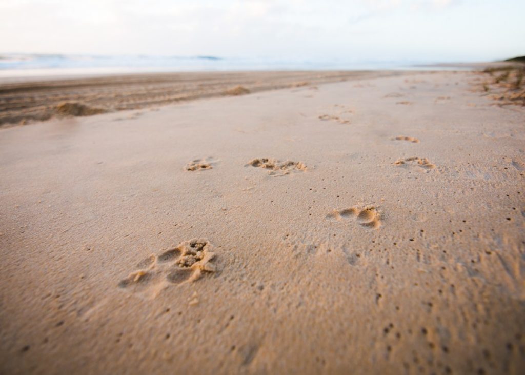 Dingo Dingoes Fraser Island Australia K'Gari Photos Photography