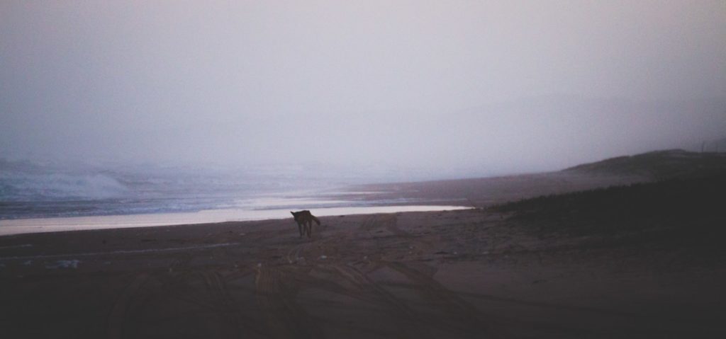 Dingo photography dingoes K'Gari Fraser Island Australia