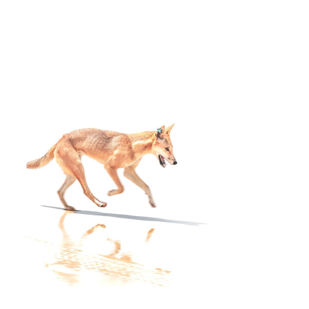 Photo Dingo Photography Dingoes K'Gari Fraser Island