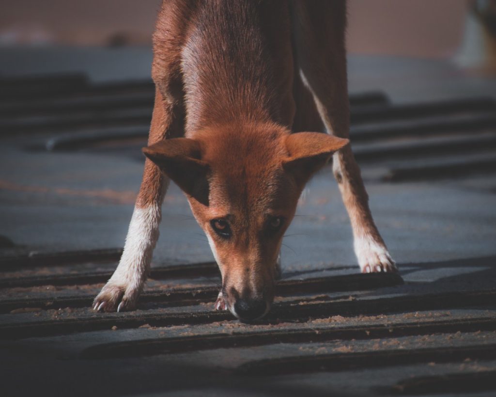 Dingoes K'Gari Dingo Fraser Island Photos Photography