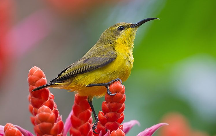 Olive-backed sunbird male on Indonesian island