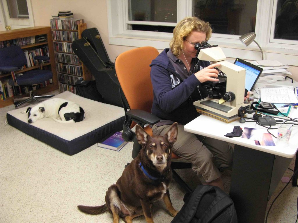 Dr Liz Dobson at work on her veterinary science research, with her travelling dogs