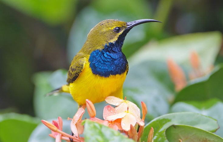  Male Olive-backed Sunbird on Indonesian island