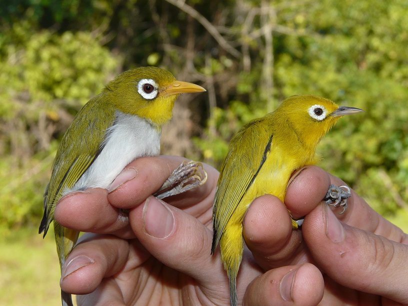 Wakatobi and Wangi-wangi white-eyes, new bird species from Sulawesi Indonesia