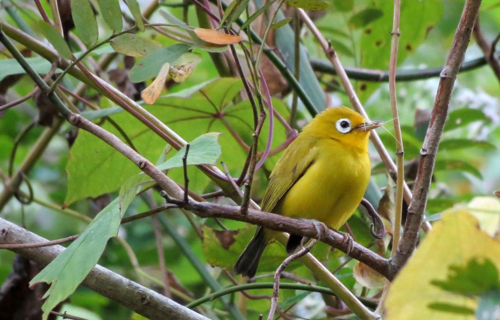 The Wakatobi white-eye, a new species from Wakatobis islands Sulawesi Indonesia