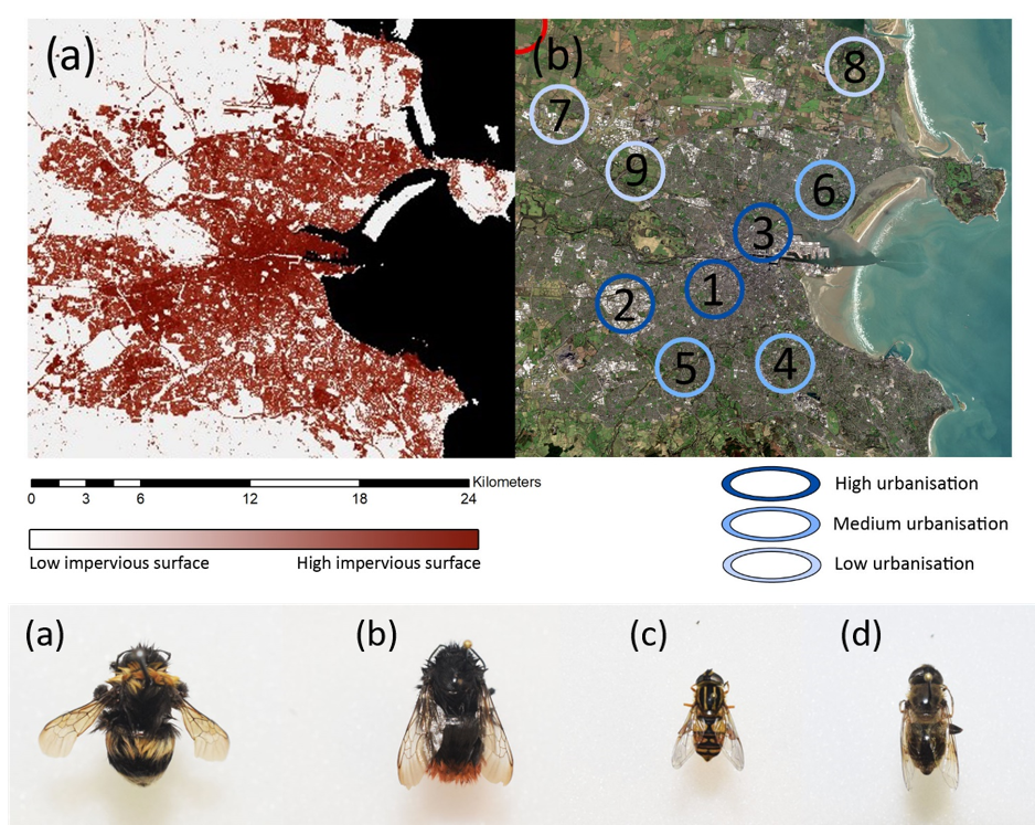 Figure from Neil Mahon's undergrad Botany project on pollinators and urbanisation in dublin