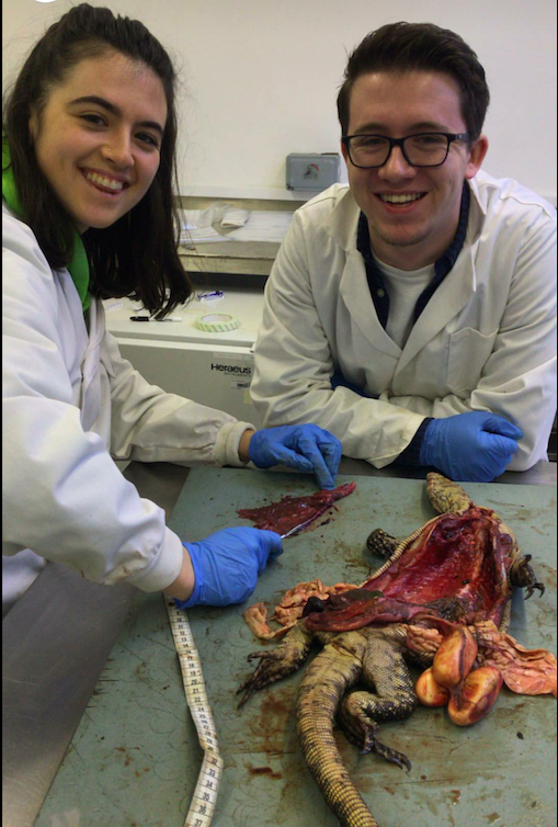 Rachel Hester dissecting a monitor lizard for her undergrad Zoology project