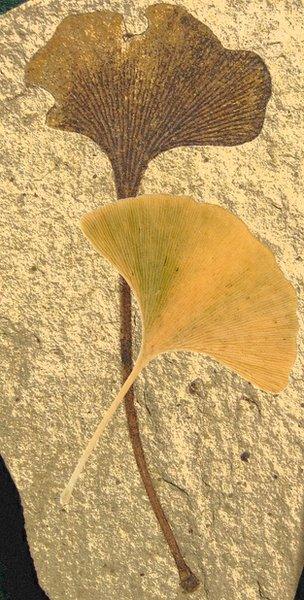 Ginkgo fossils illustrating Jessie Dolliver's undergrad Botany project