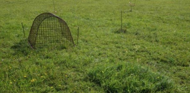 Exclusion cage used in an ecological experiment to test red deer grazing