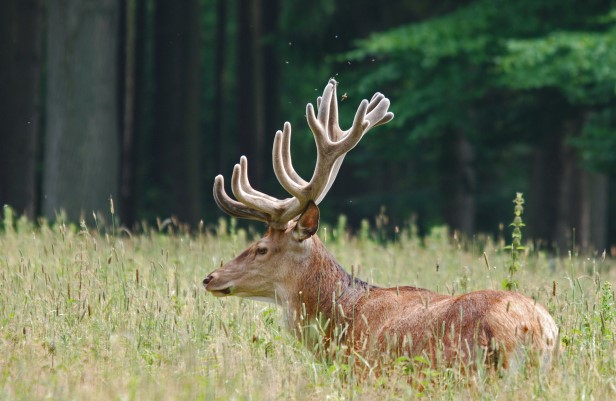 A red deer lies in a rich meadow, where it contributes valuable grazing