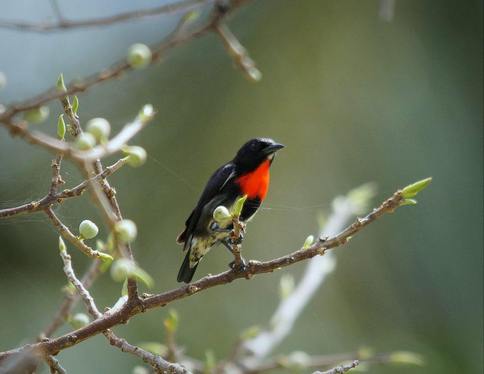 Grey-sided Flowerpecker on Menui Island, Sulawesi, by Joseph Monkhouse