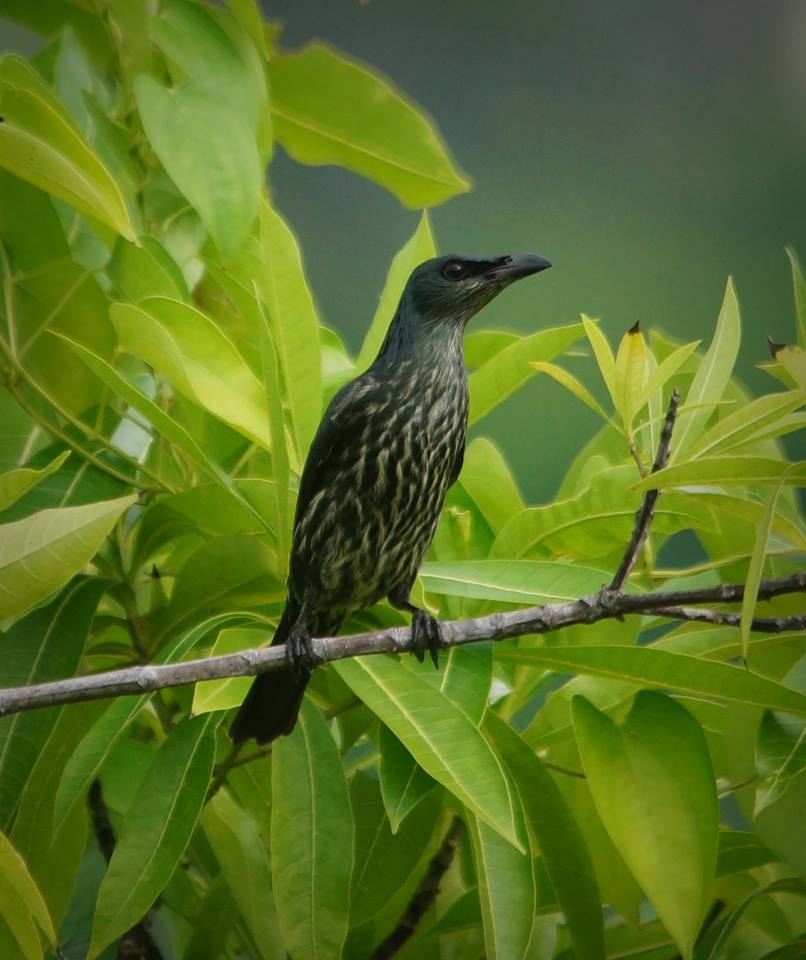 Moluccan Starling on Menui Island, Sulawesi