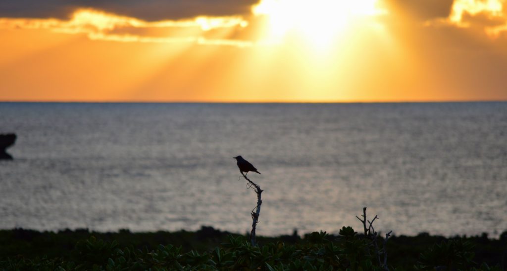  Blue Rock Thrush (Monticola solitarius) pictured at Cape Zanpa, Okinawa—the edge of the island. 