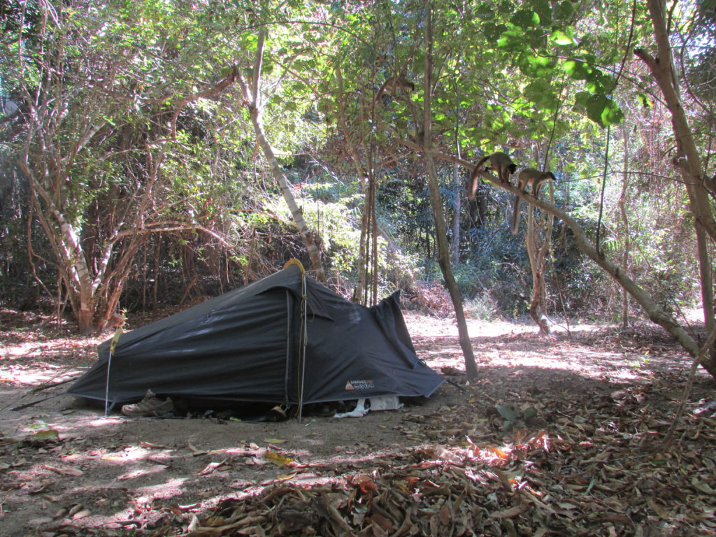 Brown lemurs (Eulemur fulvus) above my tent in the dry forest of Mariarano in northwest Madagascar.