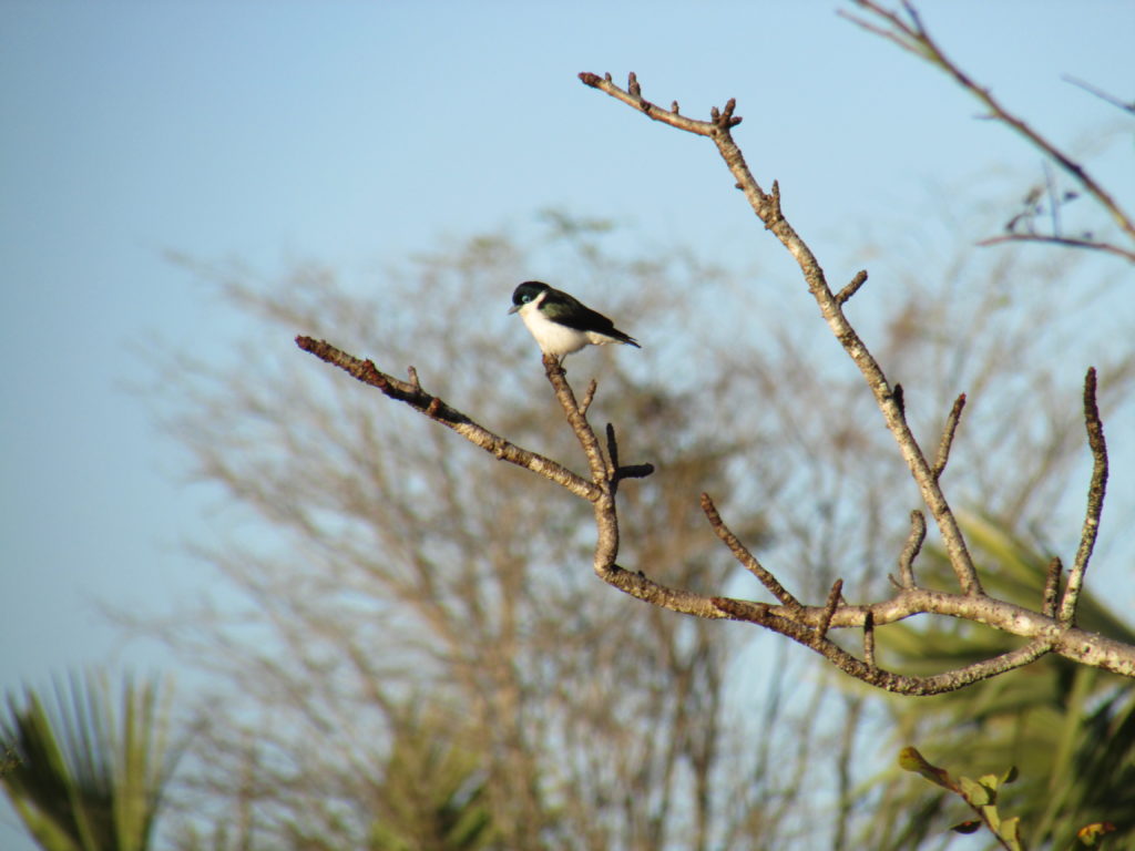 Chabert's Vanga in a tree near Mariarano, Madagascar