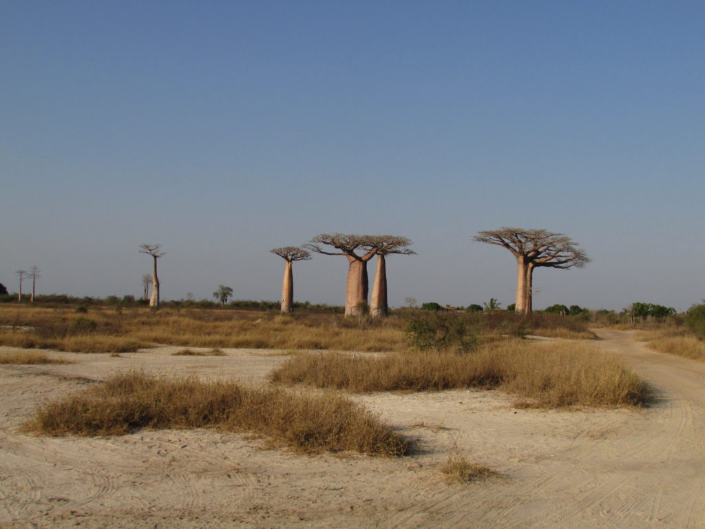 The Avenue of Baobabs in western Madagascar