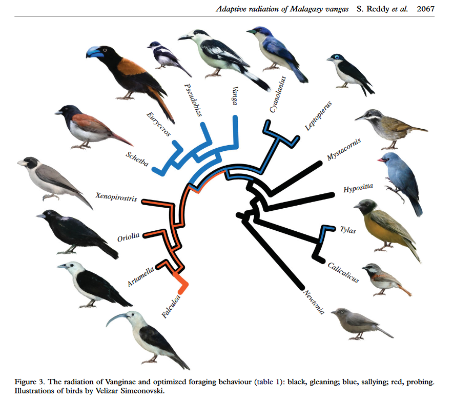 The evolutionary radiation of Madgacasar's vanga birds, illustrated by Velizar Simeonovski