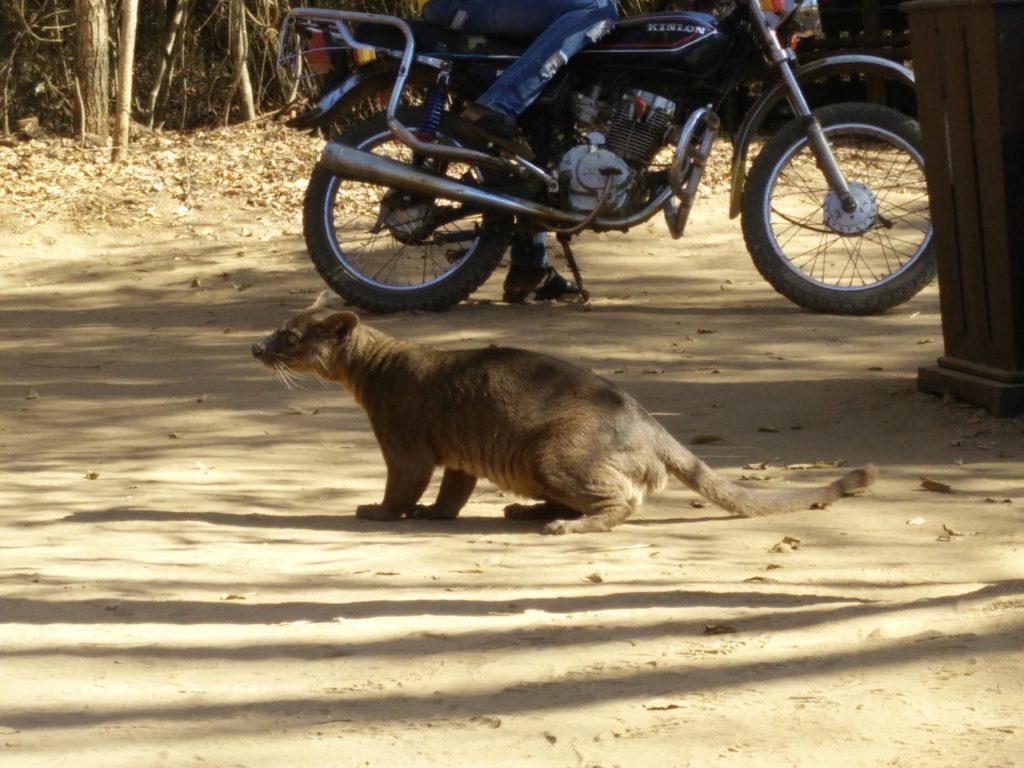 The beguiling fossa, one of Madagascar's endemic varnivores.