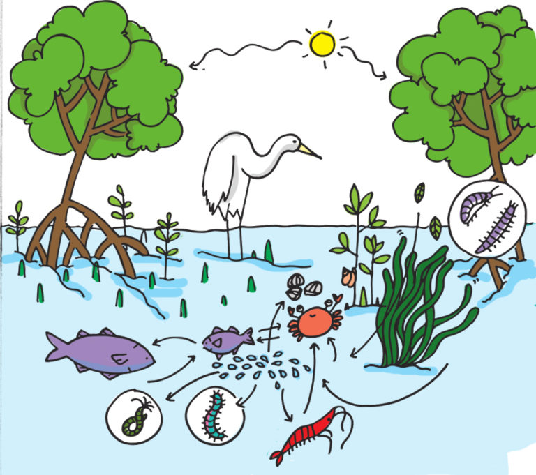 Mangrove_food_web Biology Diagrams