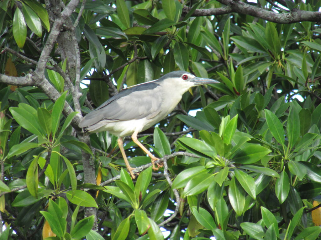 Black-crowned Night Heron Bird in Ankobohobo Wetland Madagascar