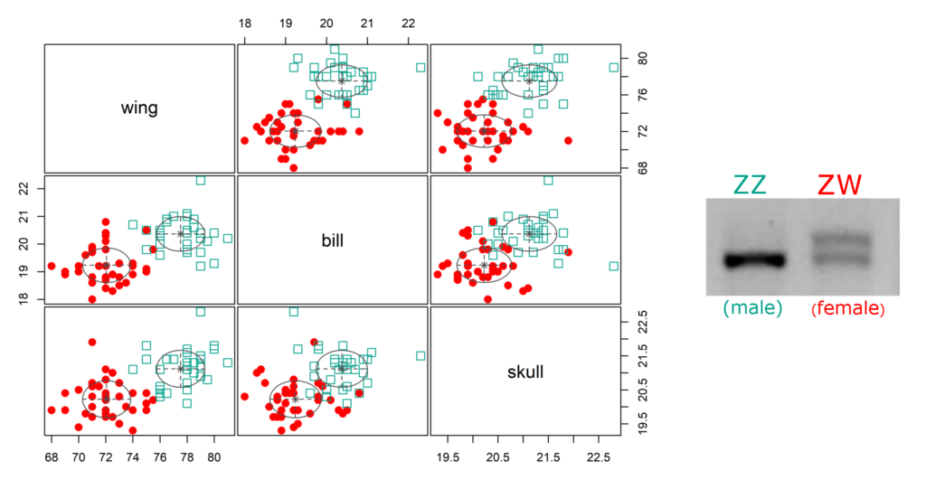 A graph from our sexual dimorphism research, showing that male Sulawesi babblers were larger than females.