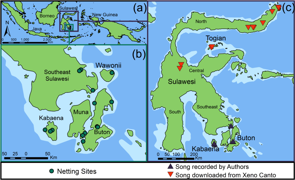 Map of Sulawesi in Indonesia, showing where the authors collected samples and data for their study on babblers.