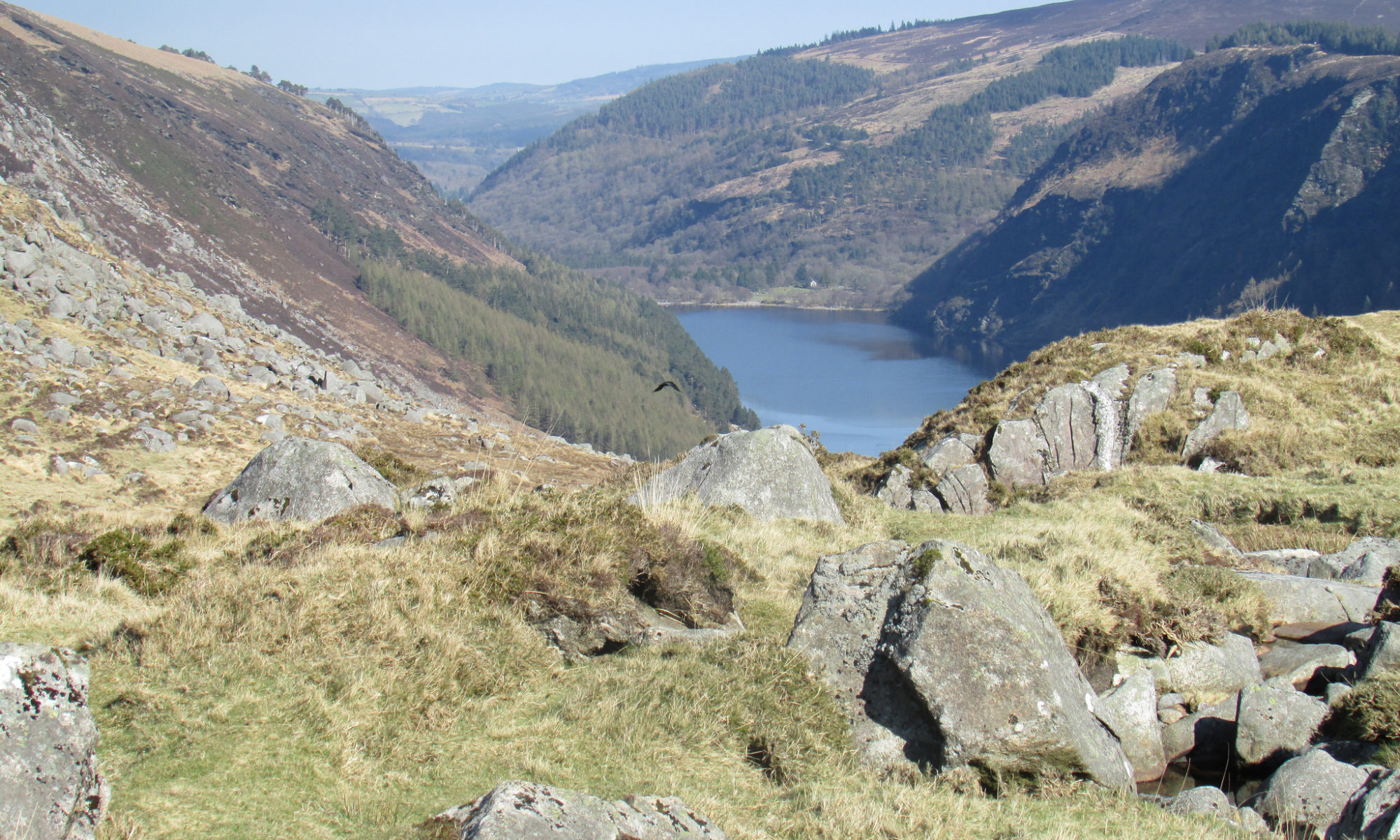 Raven (Corvus corax) over Glendalough on the 3rd year Terrestrial Ecology field course.