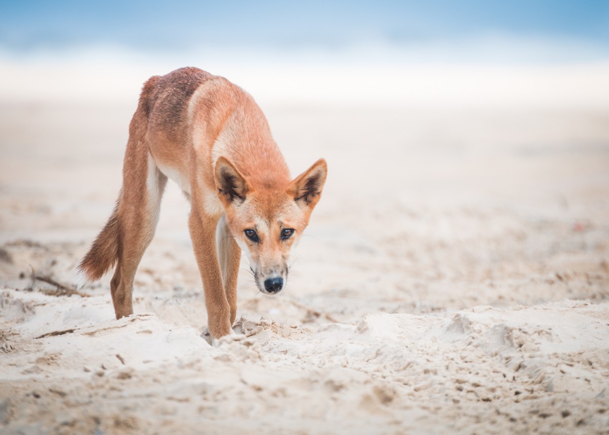 fraser island dingo dingoes photography australia