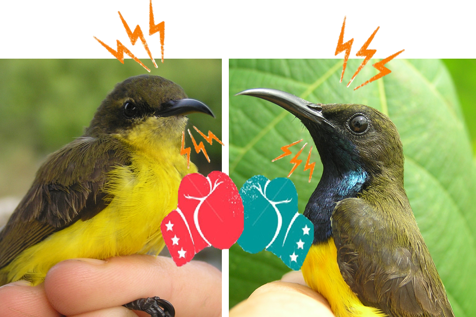 olive-backed sunbird sexual dimorphism and competition in Sulawesi, Indonesia