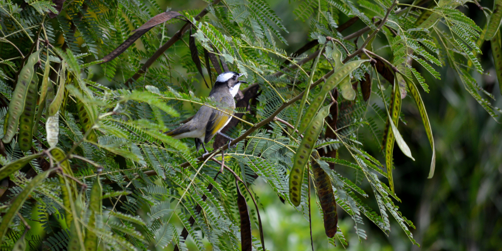 Light-vented bulbul (Pycnonotus sinensis), one of the species of interest in the Ryūkyū archipelago